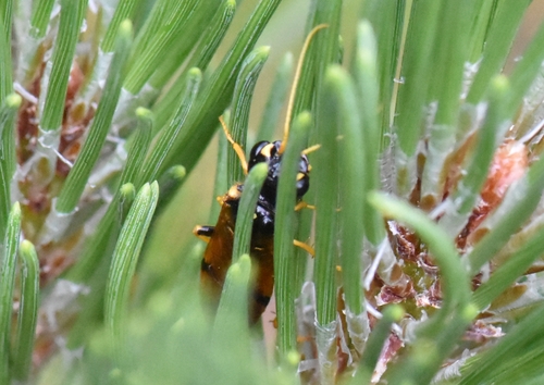 Gewone spinselbladwesp, Groesbeek, Nederland, photo 9 of 10