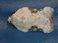Acleris subnivana