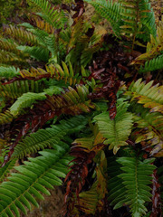 Polystichum imbricans