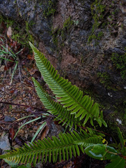Polystichum imbricans
