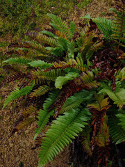 Polystichum imbricans