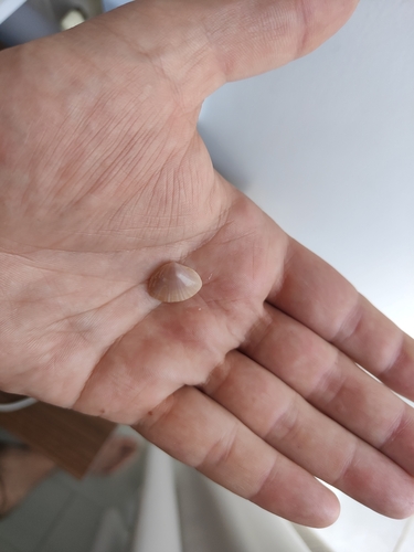 Mactra stultorum