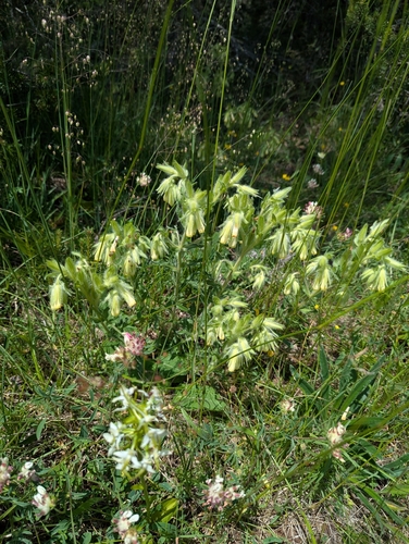 Golden drop (Onosma fastigiata)