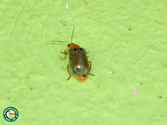 Exora obsoleta