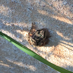 Pseudacris streckeri