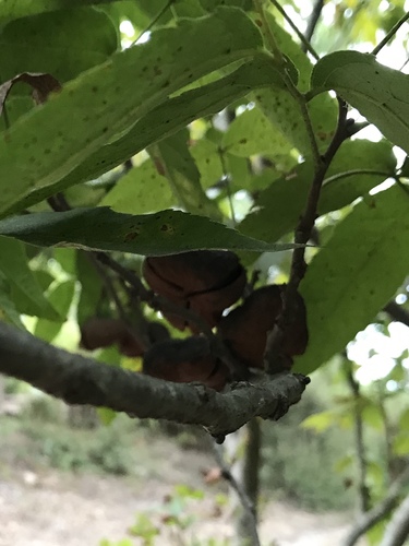 Ungnadia speciosa