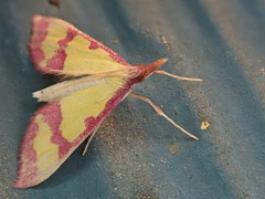 Choristostigma roseopennalis
