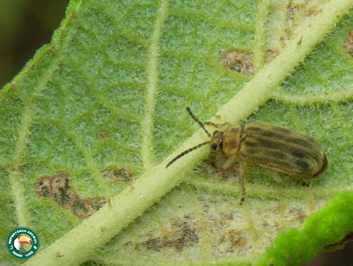 Yingaresca · iNaturalist