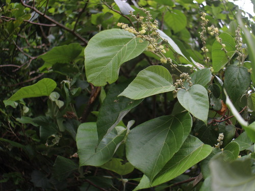 Croton aromaticus, 2025-03-30