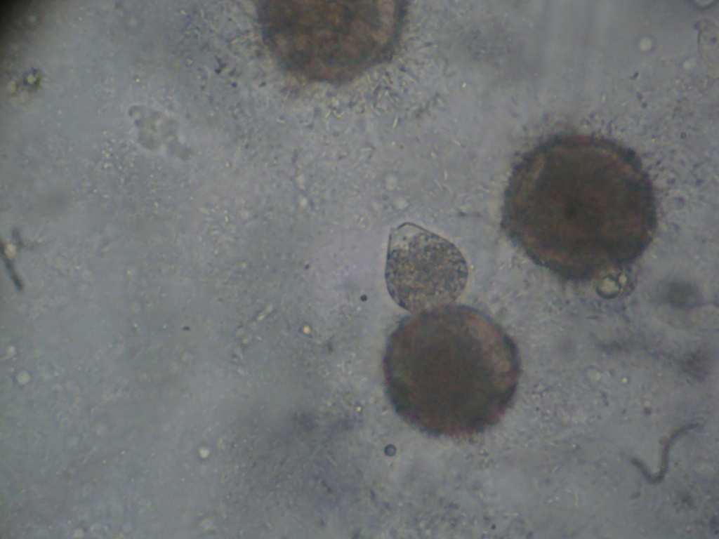 Phlyctochytrium planicorne
