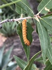 Anisota oslari