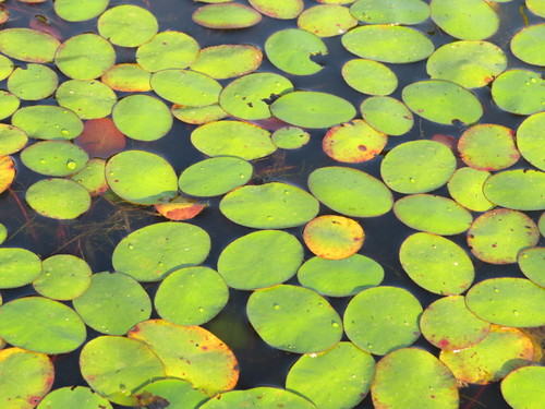 Watershield