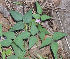 Phaseolus acutifolius