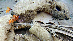 Ostorhinchus compressus