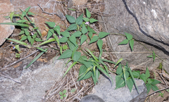 Phaseolus acutifolius