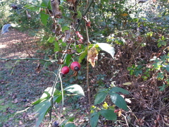Rosa canina