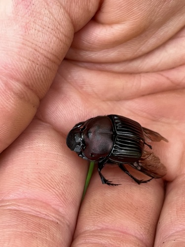 Phanaeus triangularis photo 5