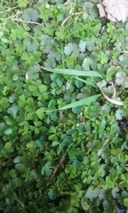Oxalis exilis