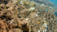 Sphaeramia nematoptera
