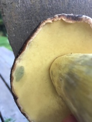 Caloboletus conifericola