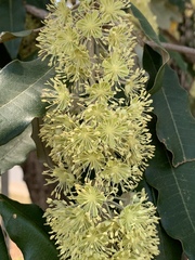 Croton megalocarpus