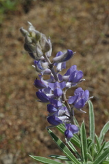 Lupinus caudatus caudatus