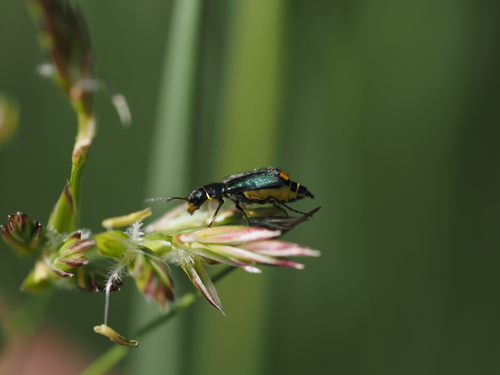 Gelbstirniger Warzenkäfer