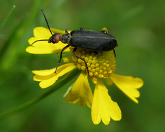 Epicauta atrata