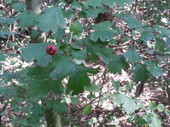 Crataegus monogyna