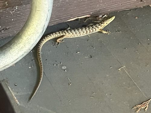 iNaturalist observation photo of Southern Alligator Lizard