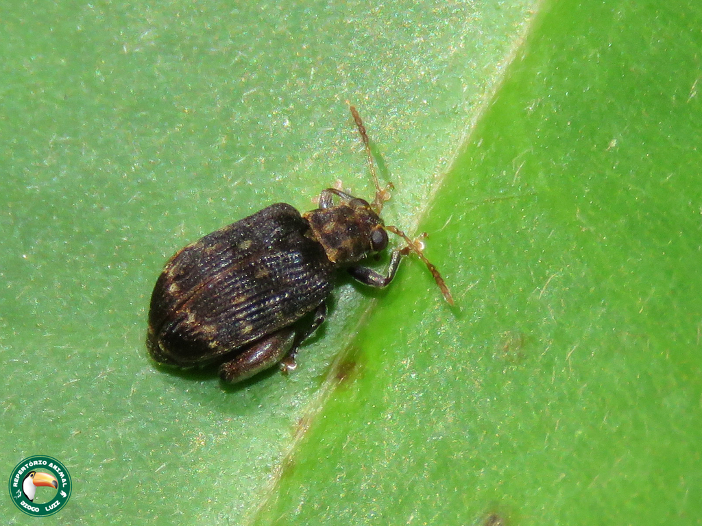 Homotyphus