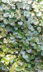 Hydrocotyle microphylla