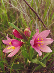 Fritillaria pluriflora