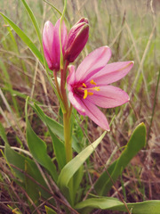 Fritillaria pluriflora
