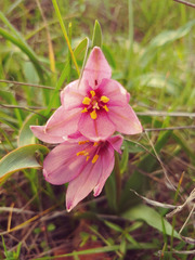 Fritillaria pluriflora