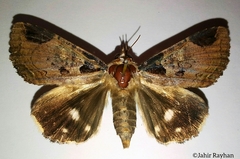 Ercheia cyllaria