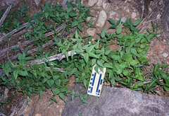Phaseolus acutifolius