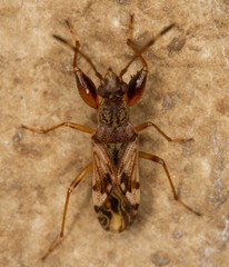 Neopamera albocincta