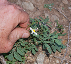 Solanum jamesii