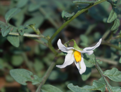 Solanum jamesii