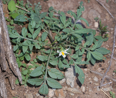 Solanum jamesii