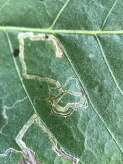 Nepticuloidea