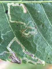 Nepticuloidea