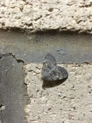Idia diminuendis