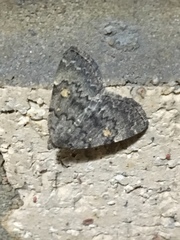 Idia diminuendis