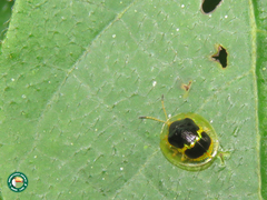 Ischnocodia succincta