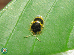 Ischnocodia succincta