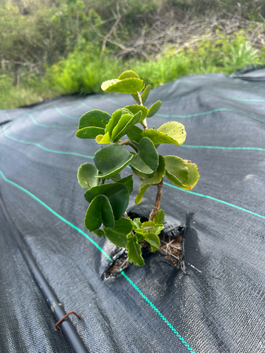 Cissus discolor observed 2025-06-06