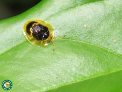 Ischnocodia succincta