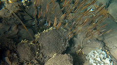 Centriscus scutatus